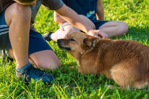 How Dogs Help People Get Along Better